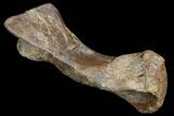 Pachycephalosaurus Metatarsal - Montana #92889-1